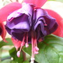 fuschia