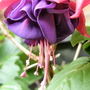 fuschia