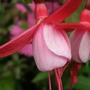 fuschia