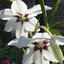 Acidanthera murielae (Acidanthera murieliae (Abyssinian Gladioulus))