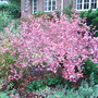 Callicarpa_dichotoma_2