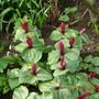 Trillium sessile