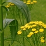 Tanacetum