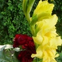 Yellow Glad and red rose nestling together. (Gladiolus grandiflorus)