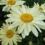 Leucanthemum 'Broadway Lights'