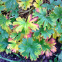 Dsc00062_edited