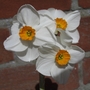 Narcissus