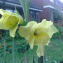 Novalux yellow gladioli