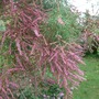 Tamarix ramosissima