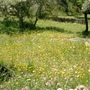 Wild flowers  (Fritillaria affinis (Checker Lily))