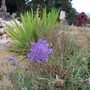 Purple_under_green
