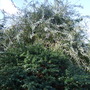 Weeping_pear