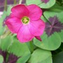 Oxalis tetraphylla