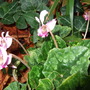Cyclamen_hederifloia
