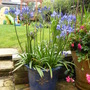 Agapanthus pot (Agapanthus africanus (African blue lily))