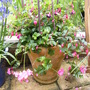 trailing geranium and fushias