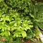 fatsia japonica plant (Fatsia japonica (Japanese aralia))