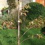 Prunus_subhirtella