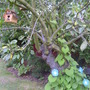 morning glory growing up my apple tree