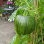 pumkin