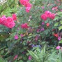 magenta roses - mom's garden 6/08