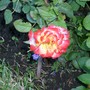 multi-color rose 2 - mom's garden 6/08