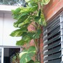 green plant - mom's garden 6/08