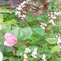 white begonias and corazón chinos - mom's garden 6/08