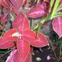 coleus - mom's garden 6/08
