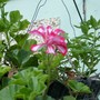 hanging geranium -mom's garden 6/08