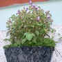 looks like violas - mom's garden 6/08