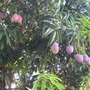 next door neighbor's mango trees - 6/08