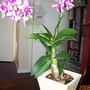orchid
