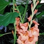 gladioli.