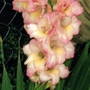 gladioli.