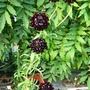 Nearly black scabious. (Centaurea scabiosa (Centauree Scabieuse))