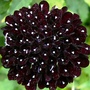 Nearly black scabious (Centaurea scabiosa (Centauree Scabieuse))