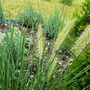 Pennisetum alopecuroides