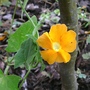 Thunbergia alata