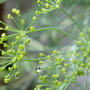 dill