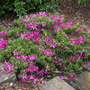 Azalea (Camellia azalea)