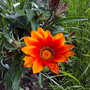 gazania