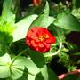 Red zinnia