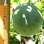 Getting Bigger!?! (citrullus lanatus Sugar baby)