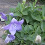 New Garden