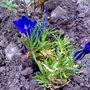 gentian (Gentiana sino-ornata)