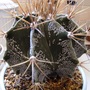 Astrophytum ornatum (Astrophytum ornatum (Star Cactus))