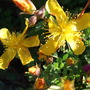 Hypericum olympicum