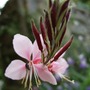Gaura