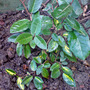 elaeagnus nov 07 (Elaeagnus pungens (Elaeagnus))